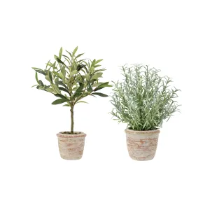 12" Rosemary & 16" Olive Topiary Set