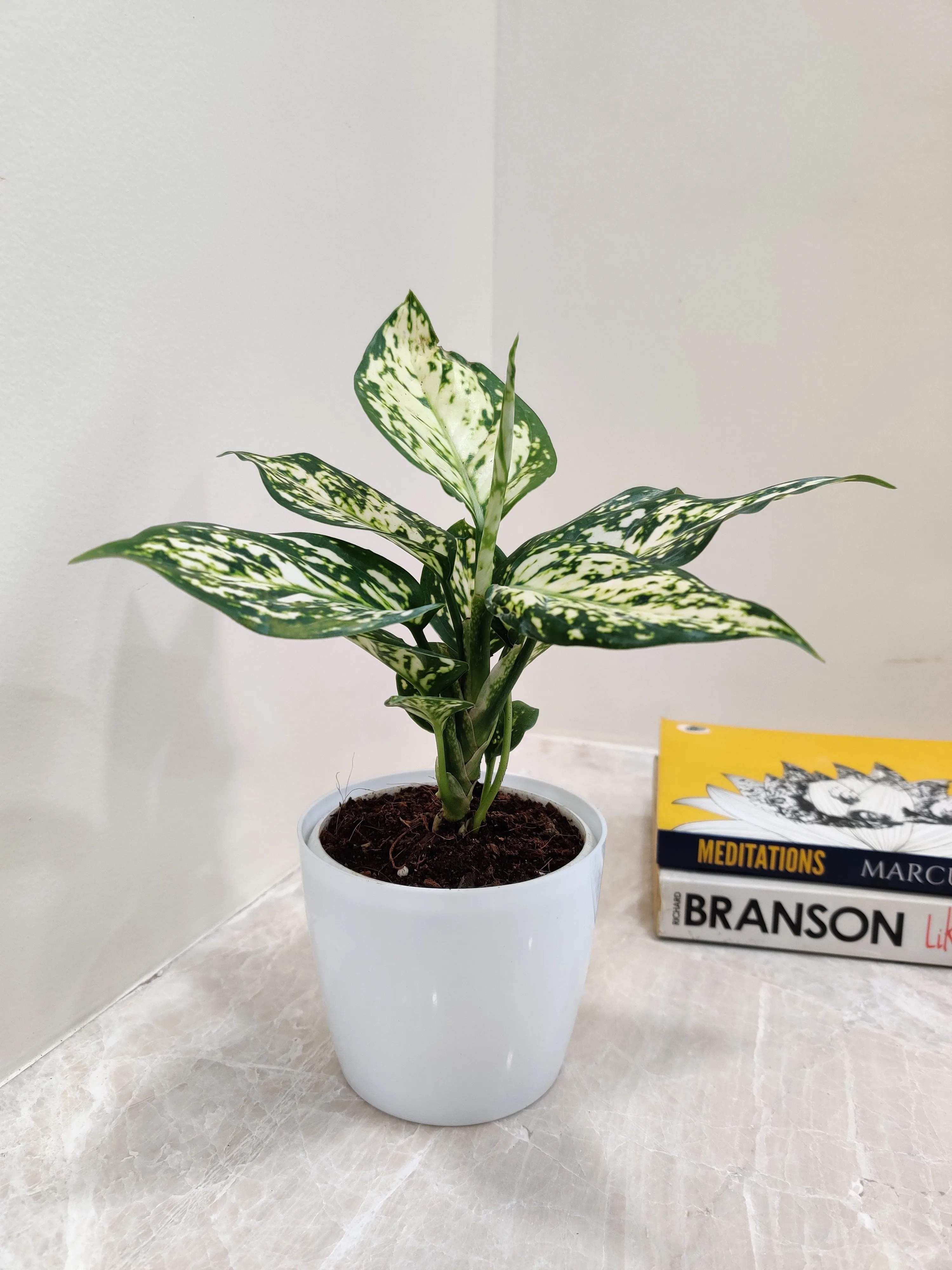 Aglaonema White Anjuman Plant in Plastic Pot