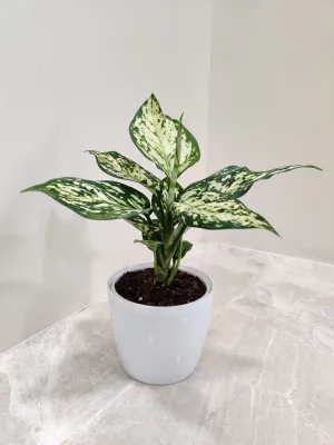 Aglaonema White Anjuman Plant in Plastic Pot