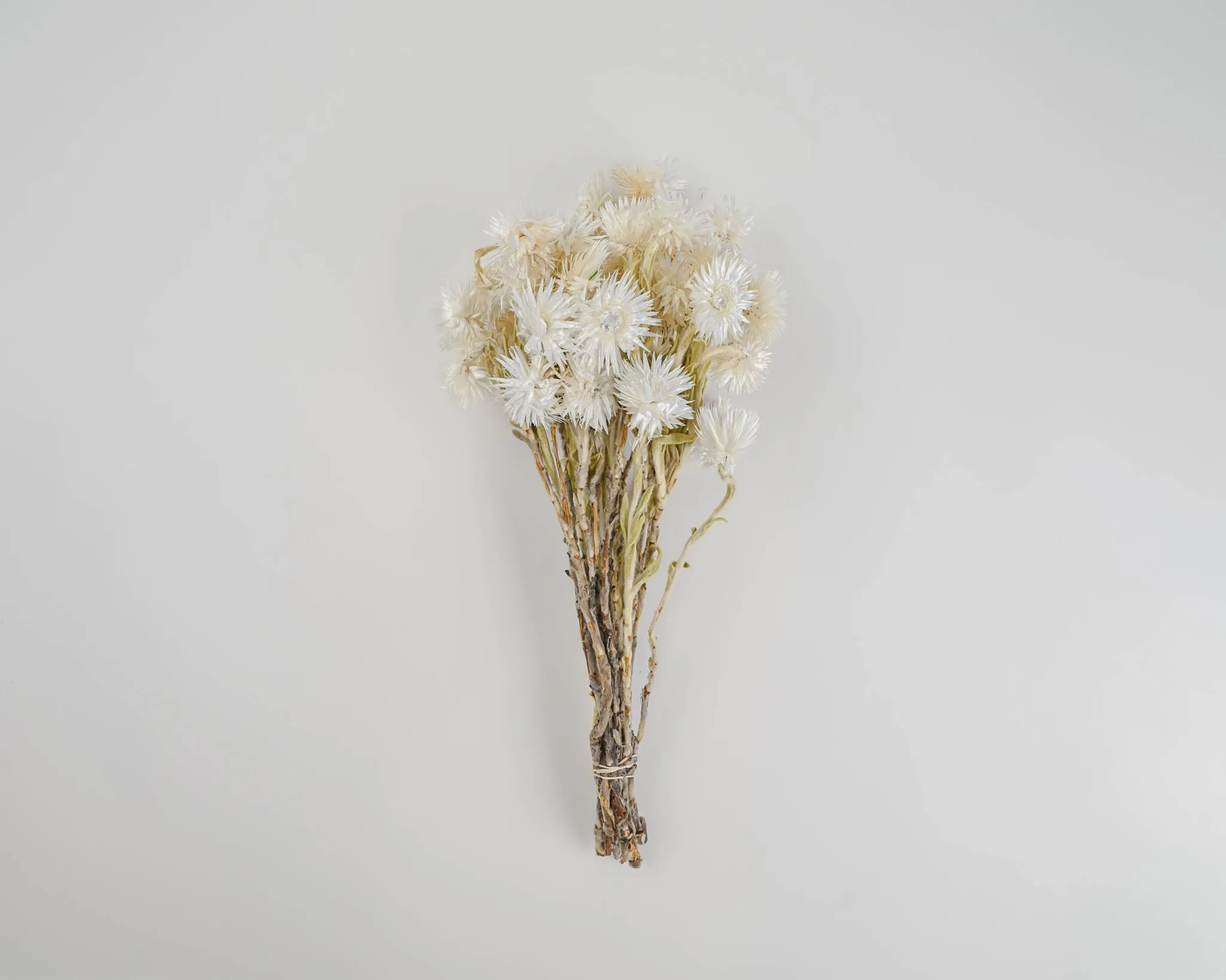 Dried Everlasting Flowers - Natural Helichrysum